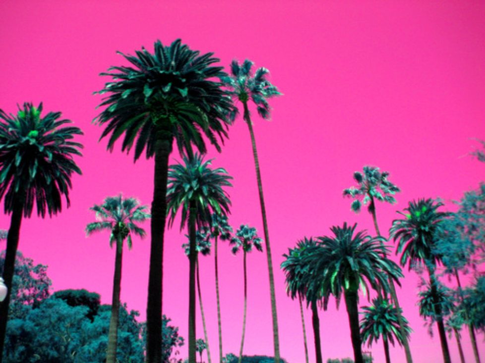 palm-tree