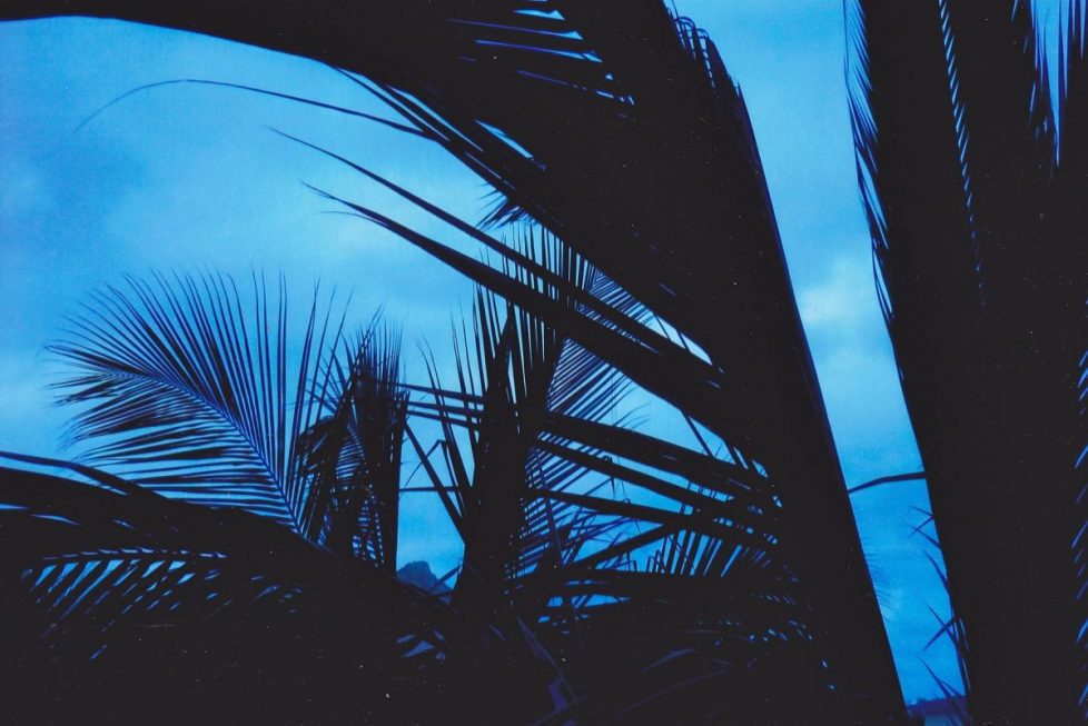 sillouette-palm-trees-in-mexico