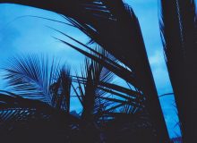 sillouette-palm-trees-in-mexico